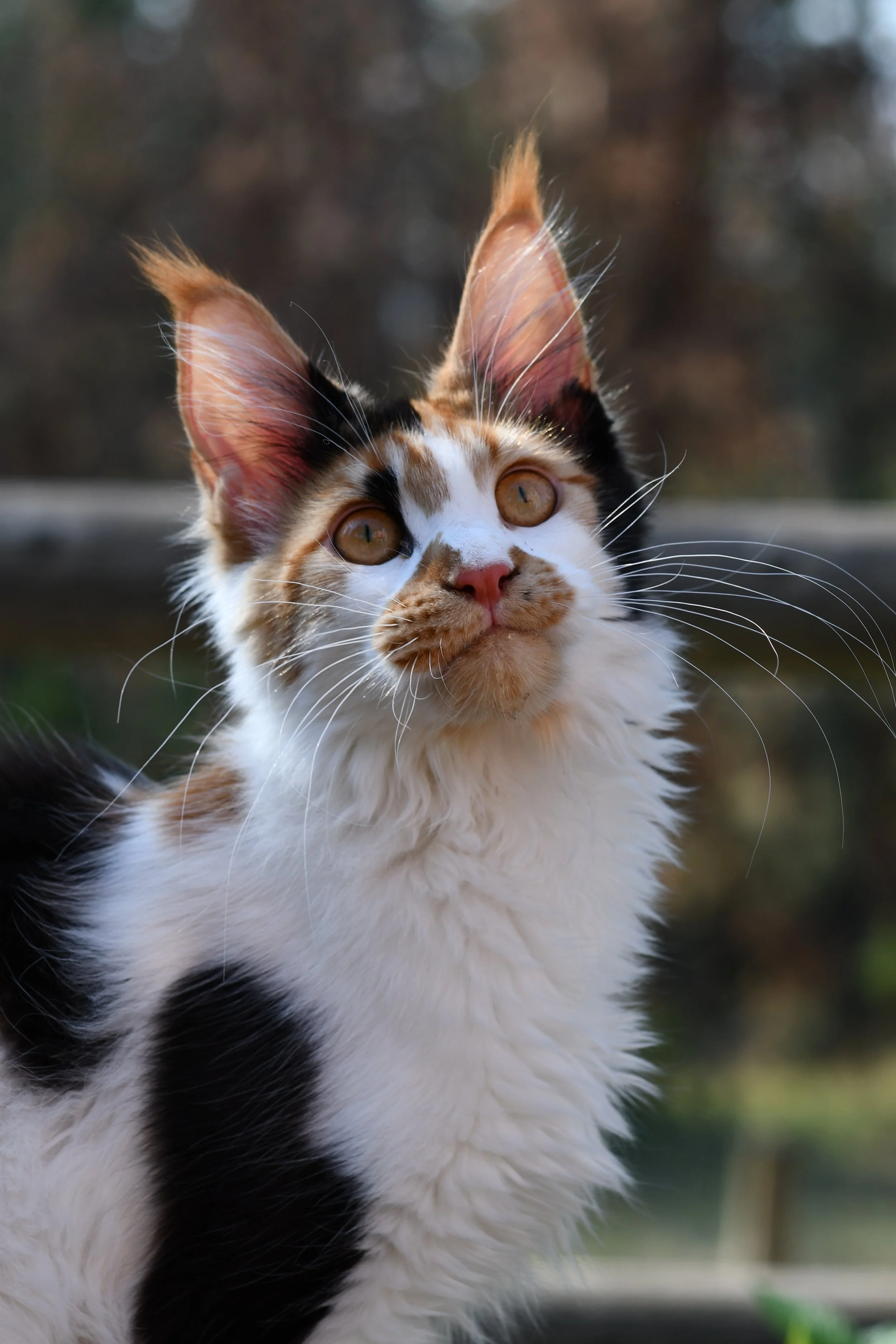 Close-up of a calico Maine Coon cat with amber eyes looking upward outdoors