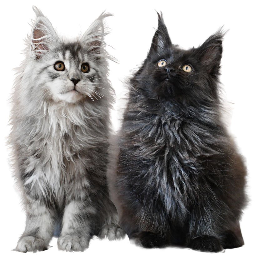 Kitten Application
