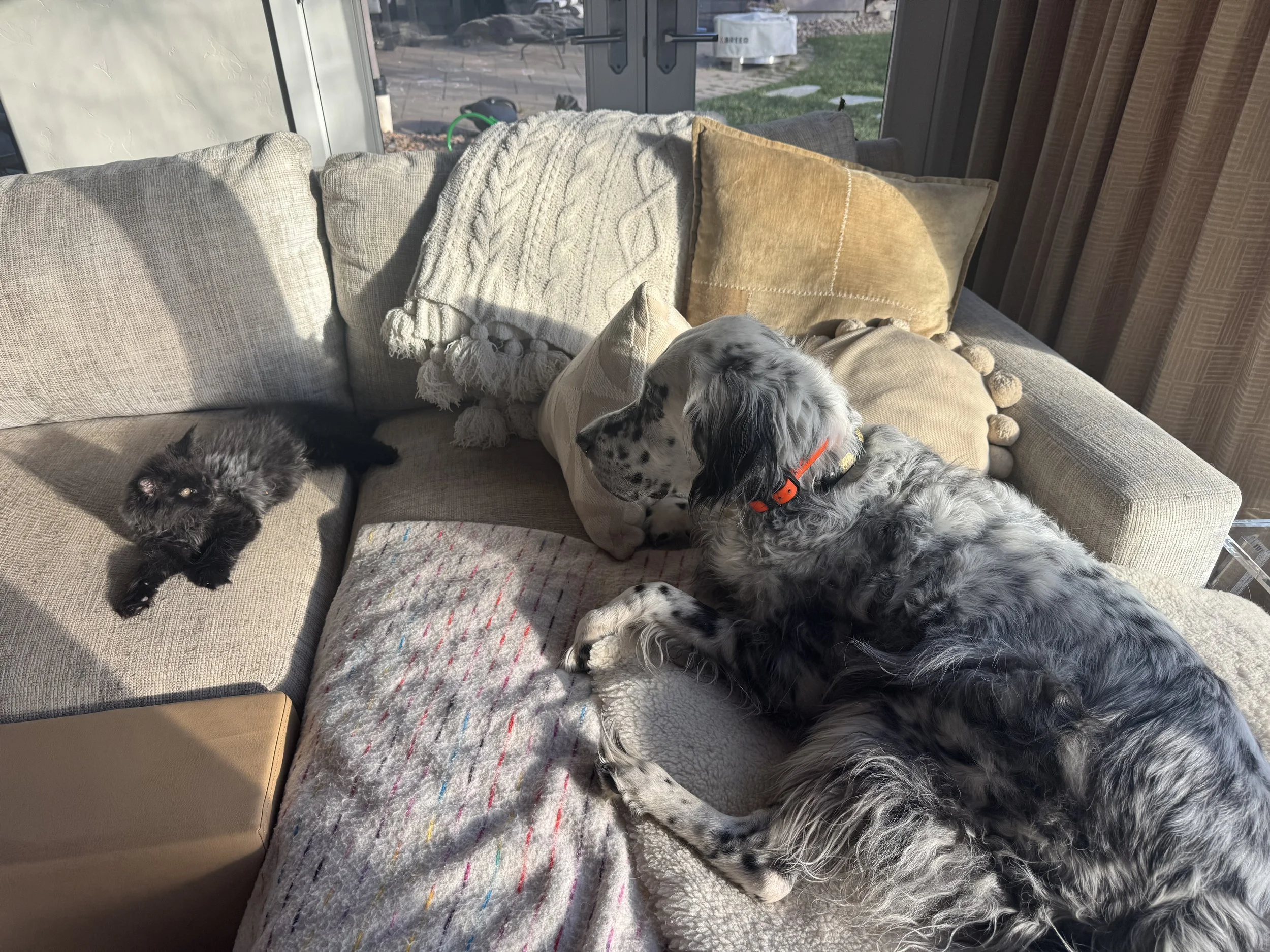D Litter - As Juvenile / Adult (Client Photos)