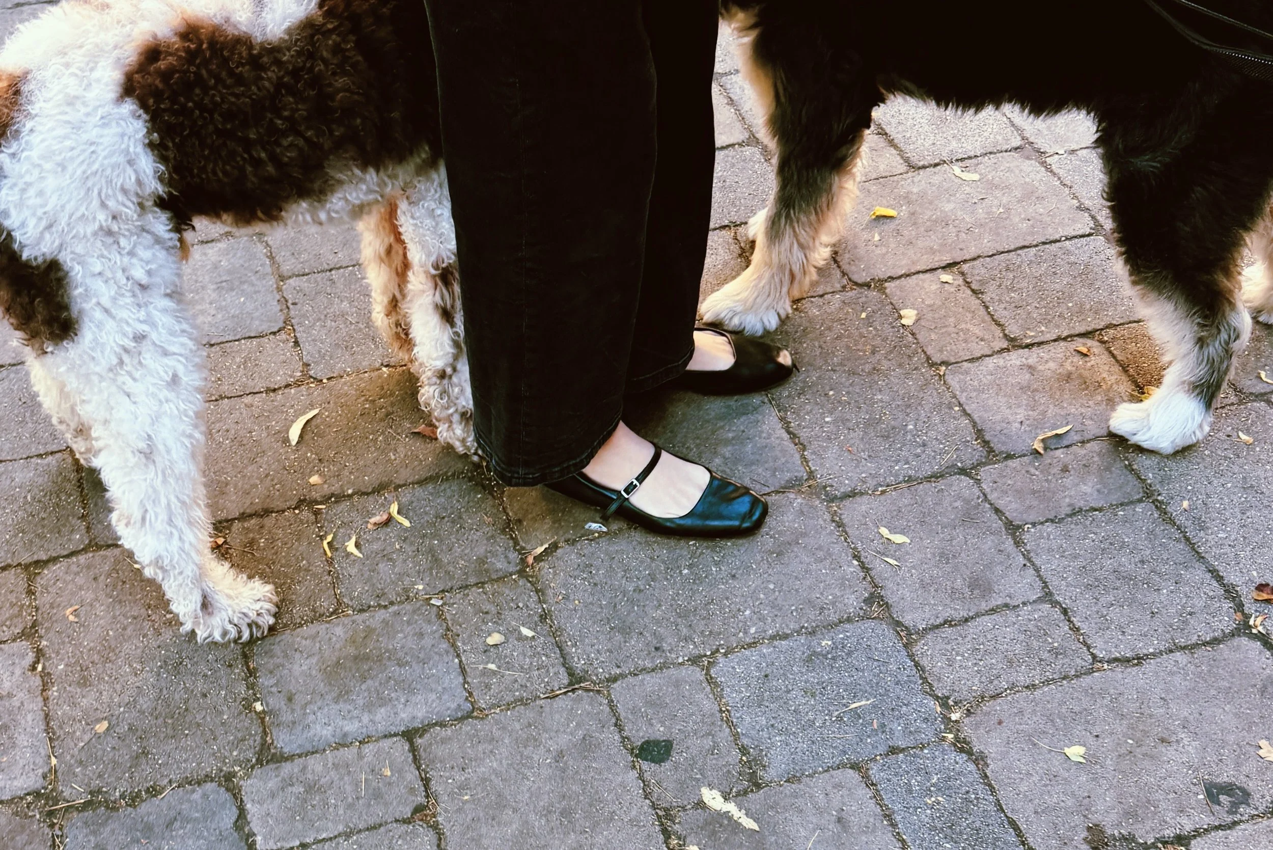 dogs - 1.jpeg