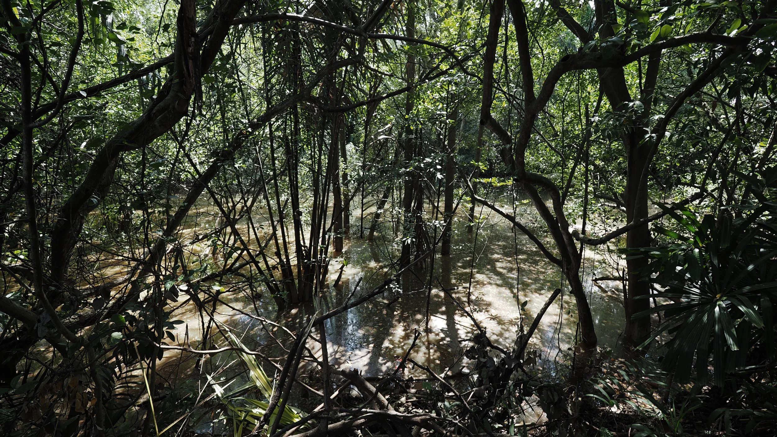 Drawing Dialogues: Stories of Decay