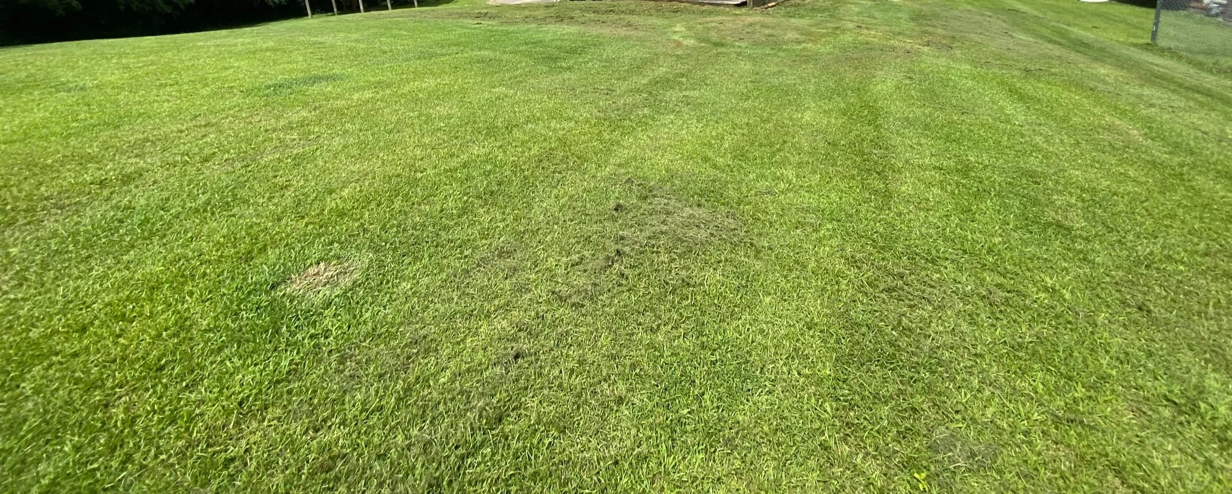 A grassy field with some patches of slightly darker grass. The grass appears freshly mowed and well-maintained. In the background, there are a few trees and a fence on the right side.
