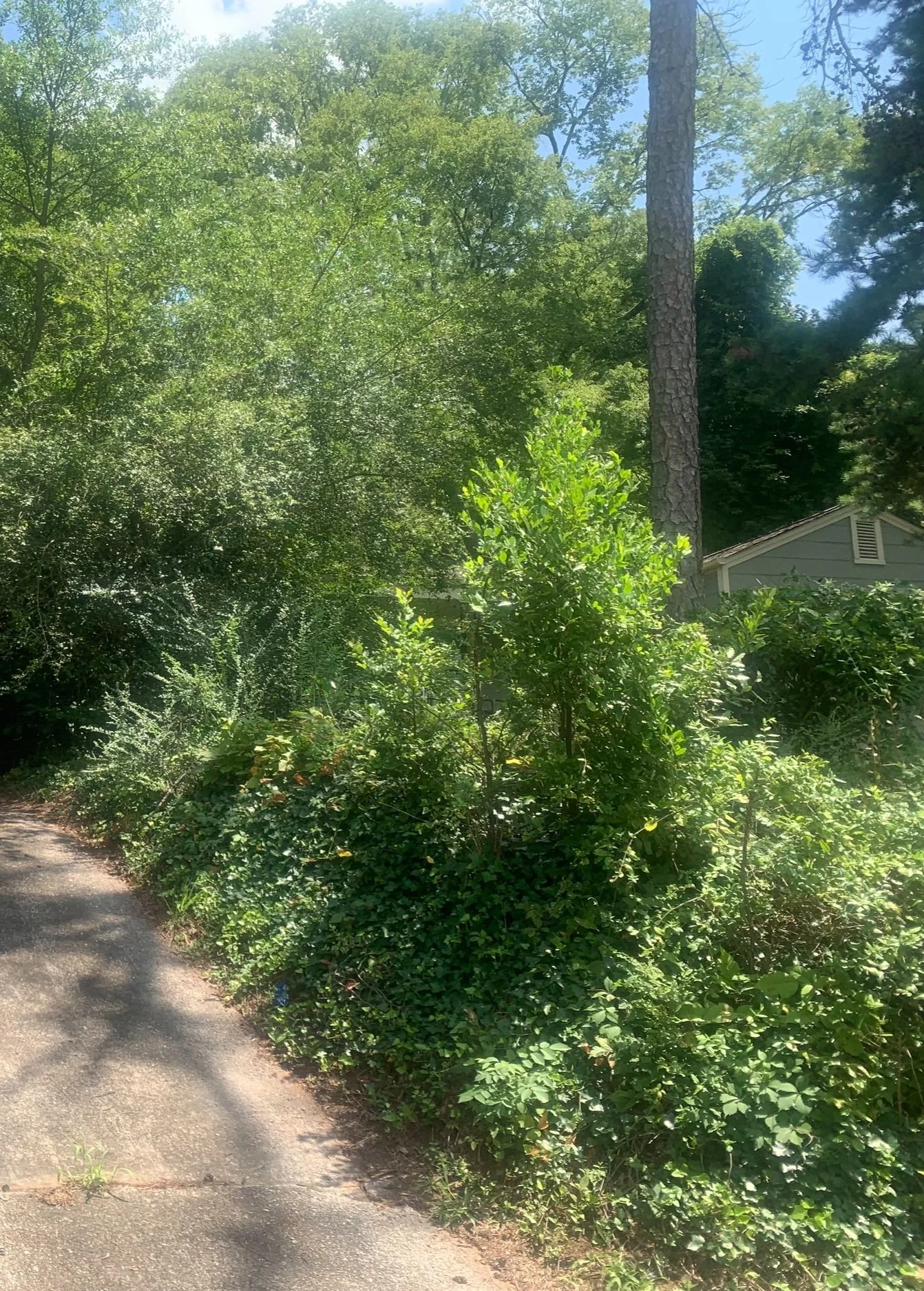A sidewalk next to dense green bushes, trees, and a house with a gray roof and vent, under a clear blue sky.