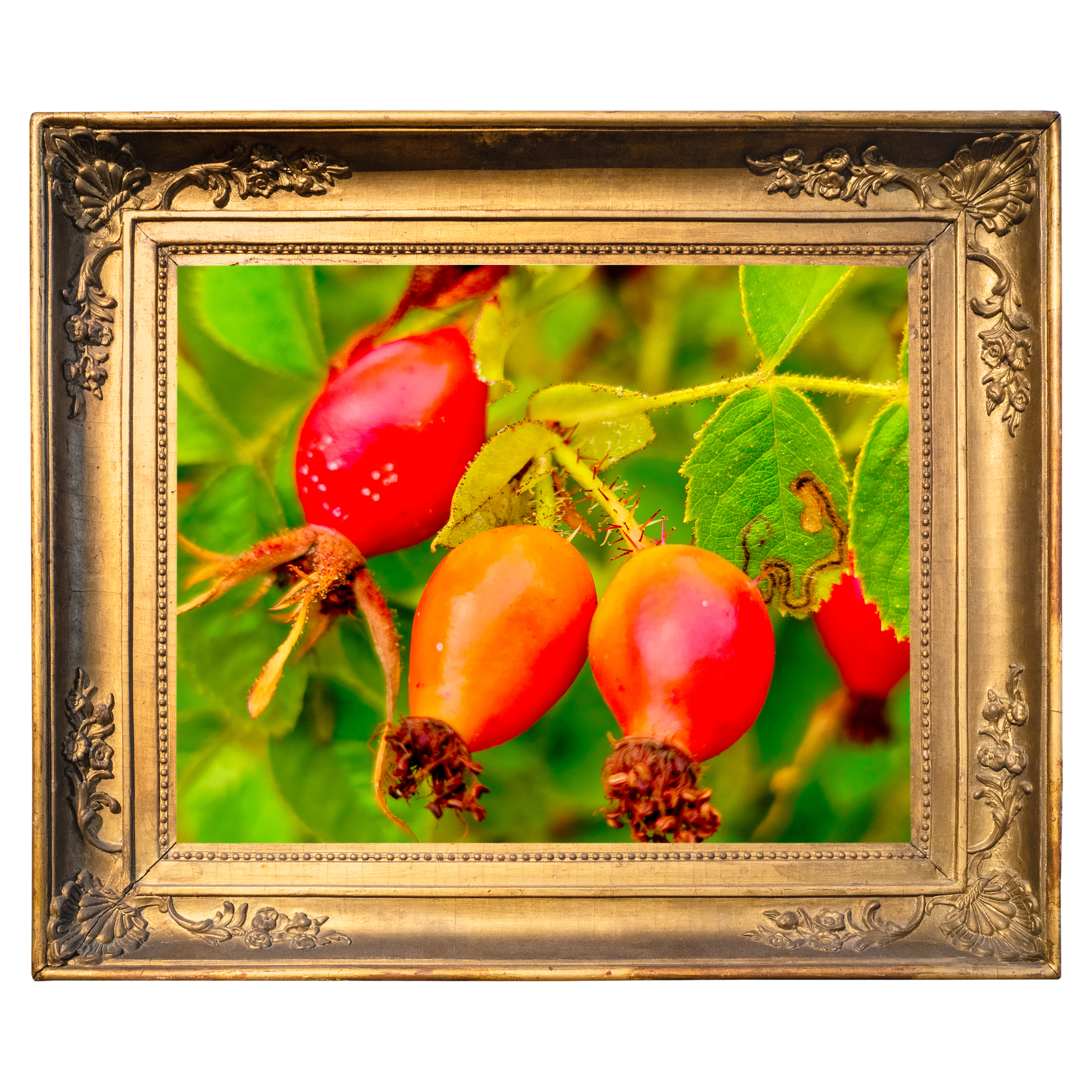 berries.png