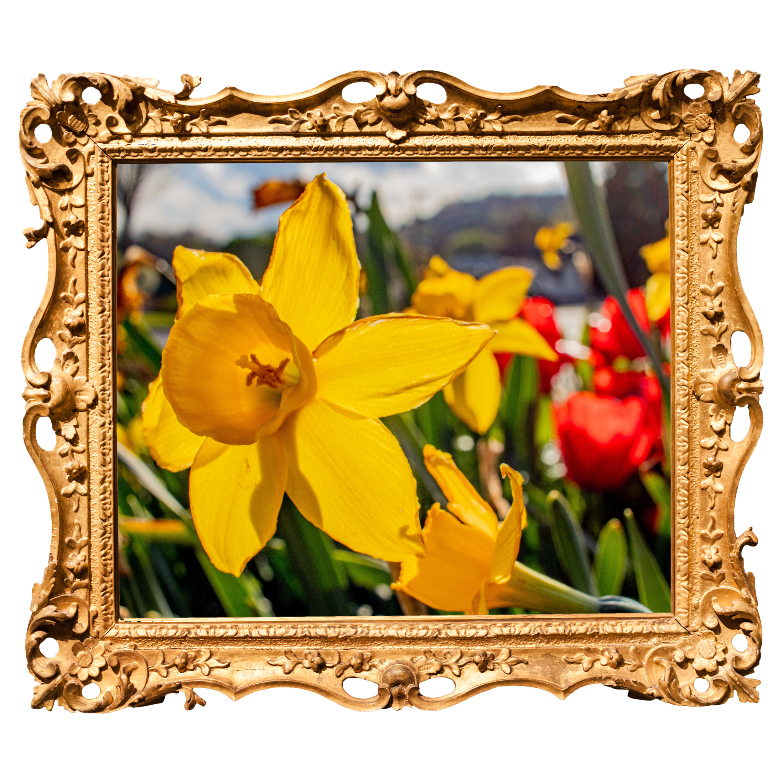 daffodil.png