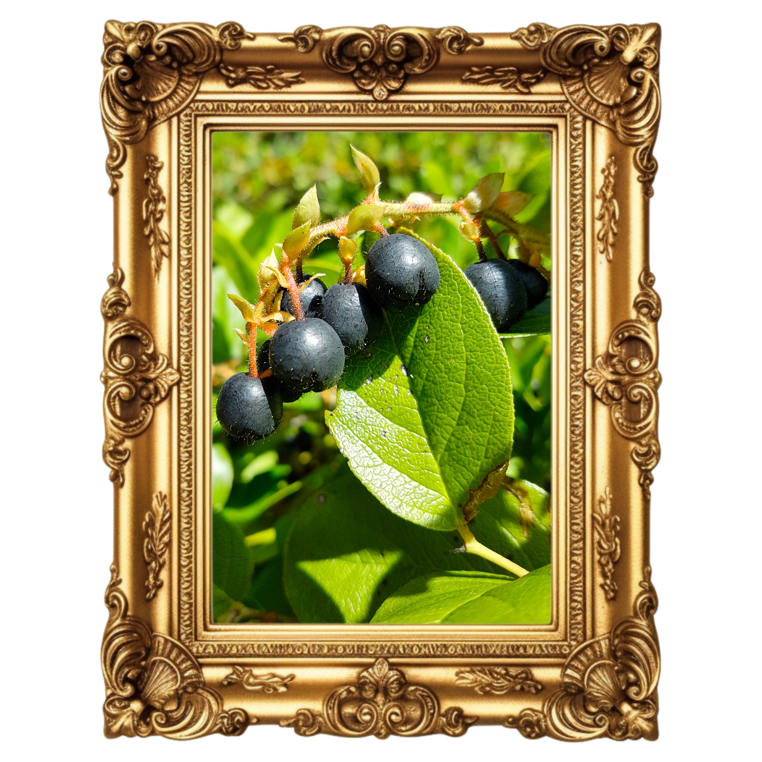 berry.png