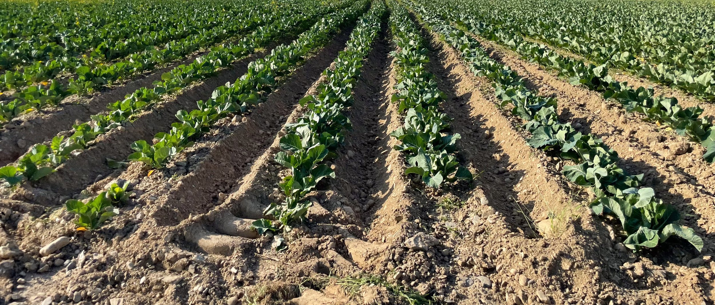 Rows of broccoli seedlings planted in field at Circle B Farms in Caribou Maine