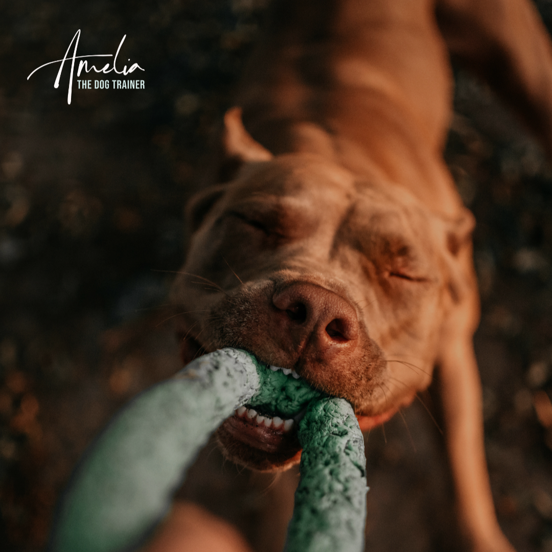 “Your Dog Should Work For Everything”… Ummm No Thanks