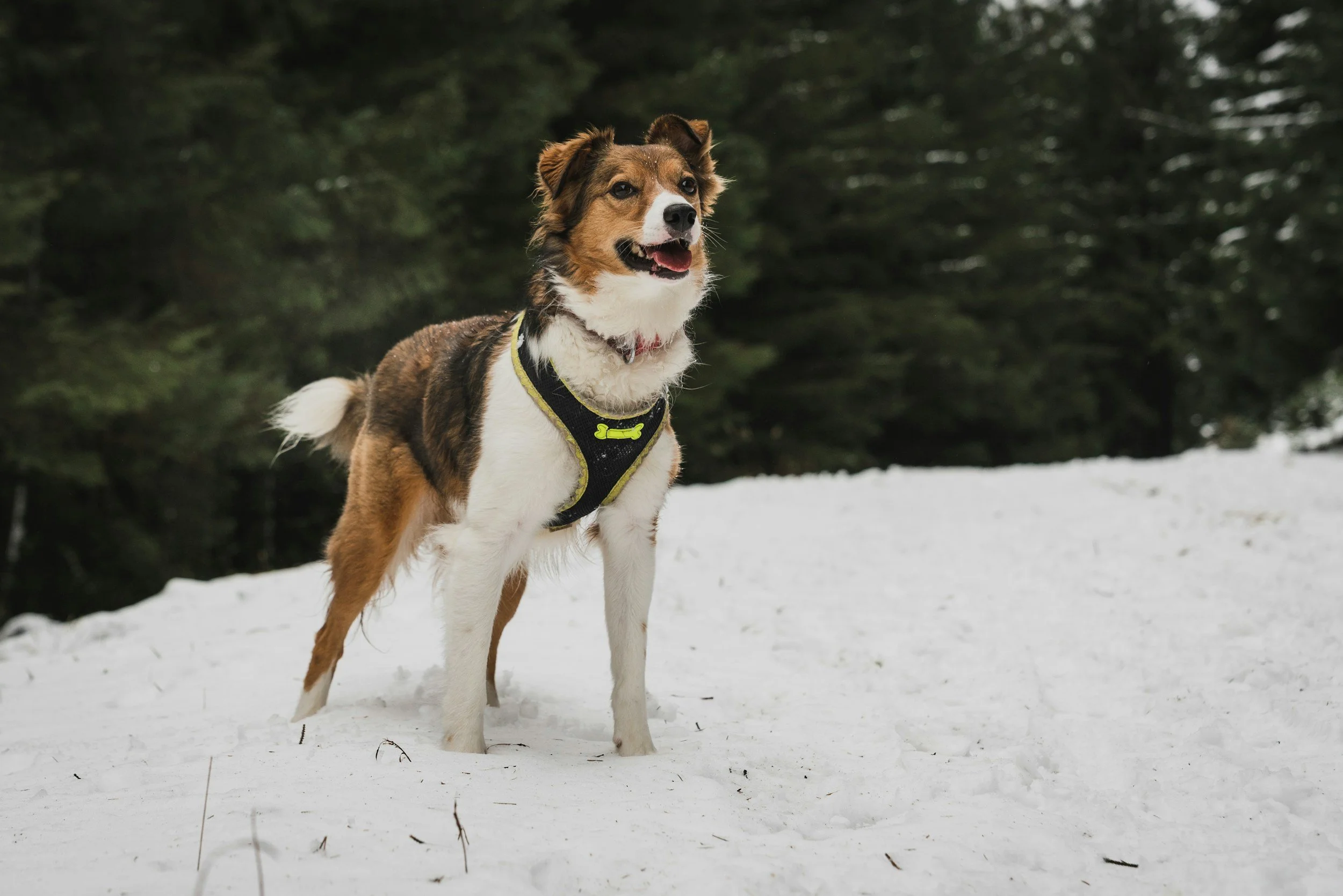 a border collie type dog standing in the snow wearing a y front harness