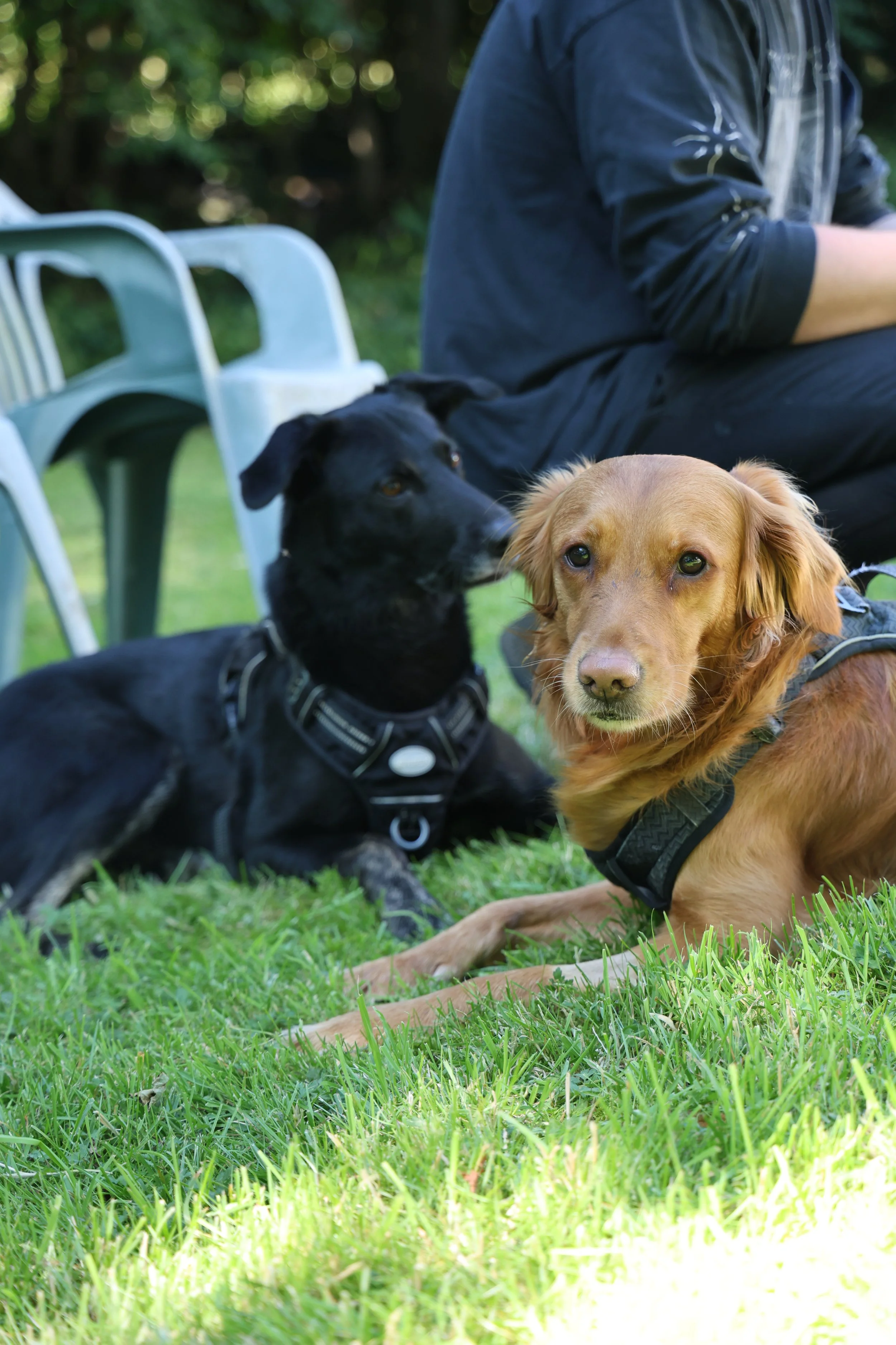 How To Choose The Right Harness For Your Dog