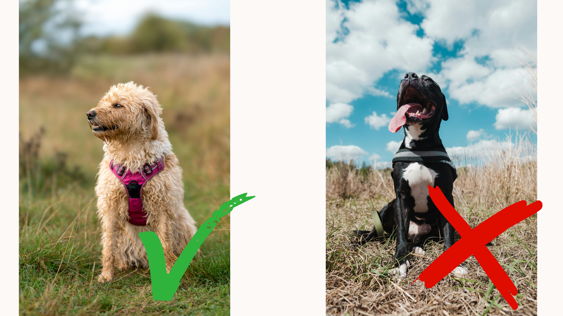 a dog with a y-front harness on the left with a tick next to the photo and a dog with a juliusk9 harness on the right with an x next to the photo