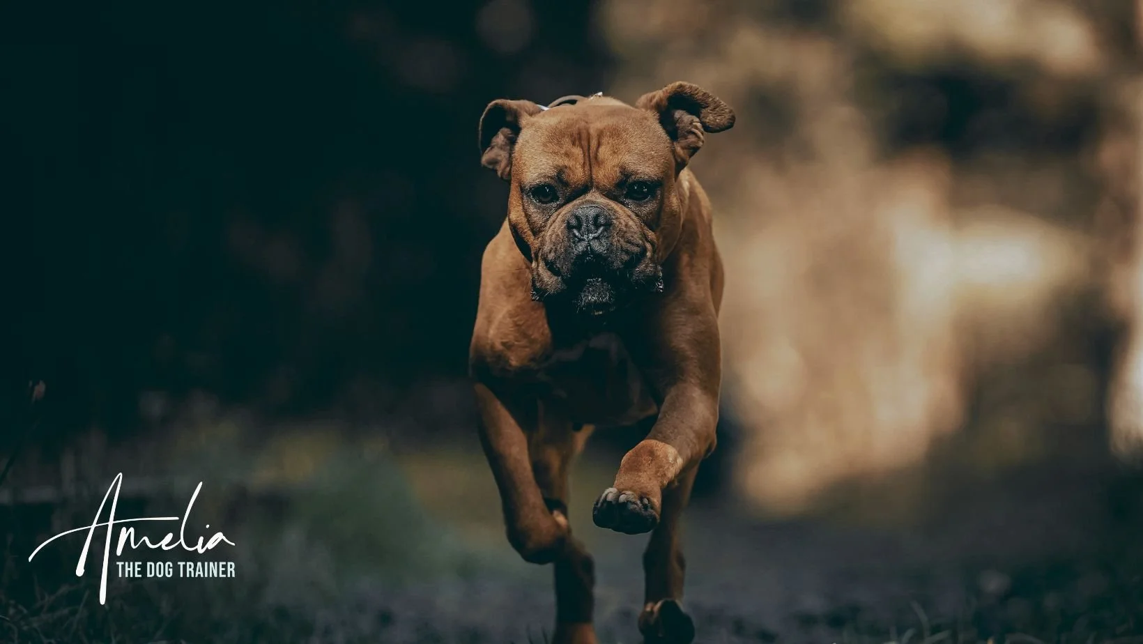 A brown dog running towards the camera on a dirt path with a blurred natural background, with the text "Amelia THE DOG TRAINER" in the lower left corner.