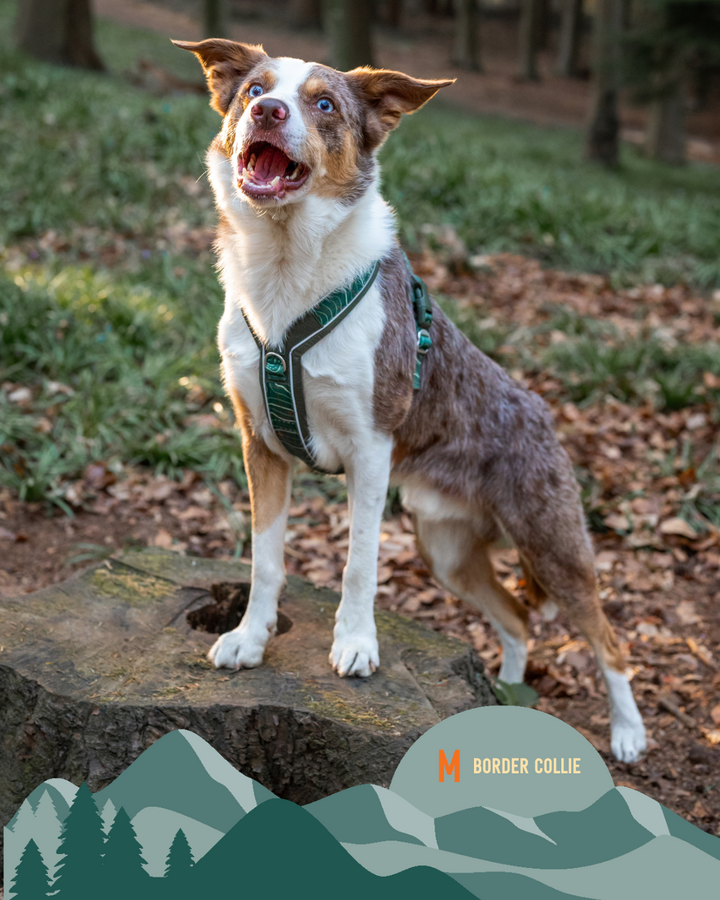 Border Collie wearing twiggy tags harness in size medium