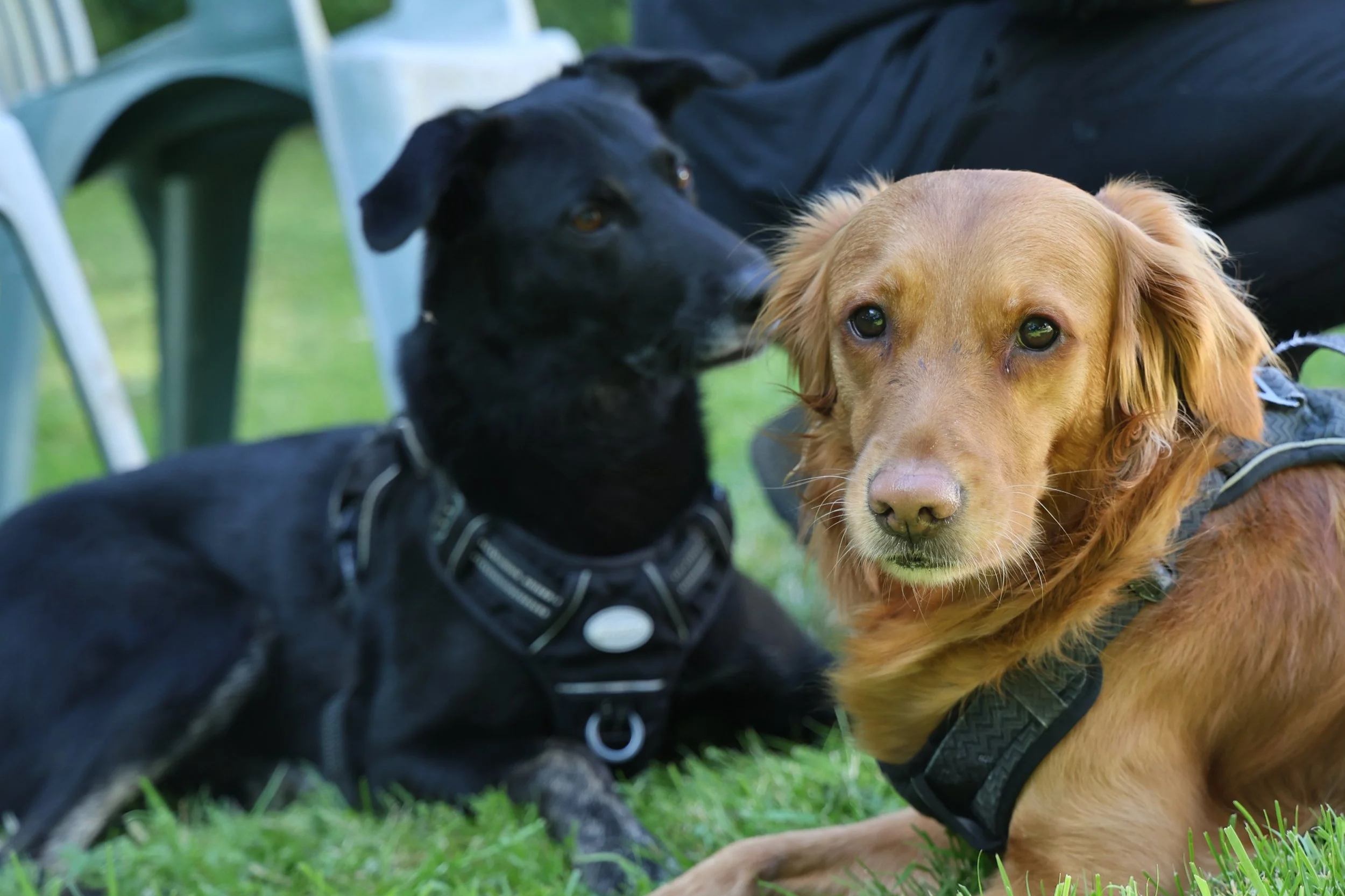 a golden retriever sitting on the grass with a black dog in the background