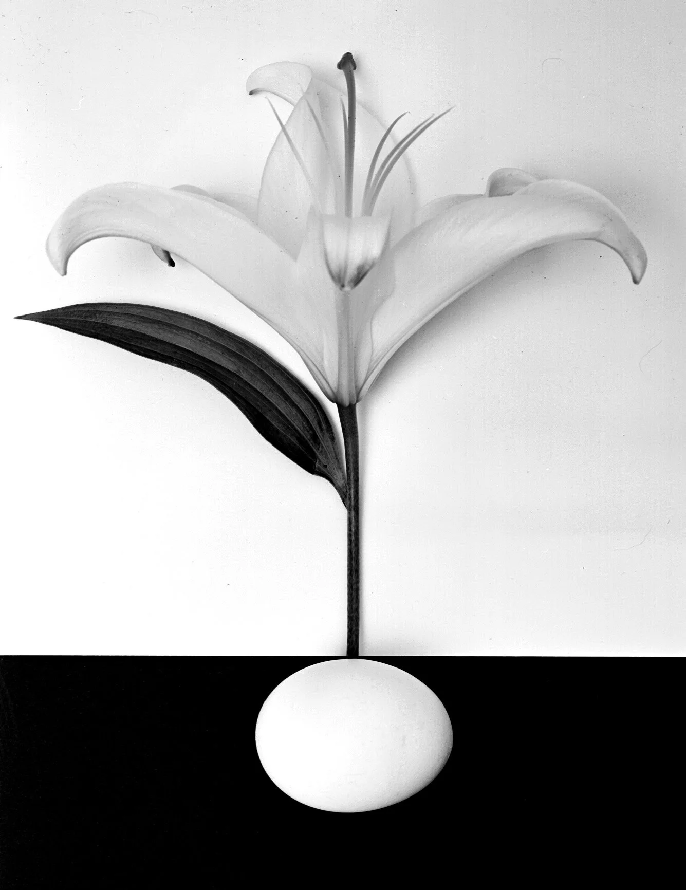 Egg Lily.jpg