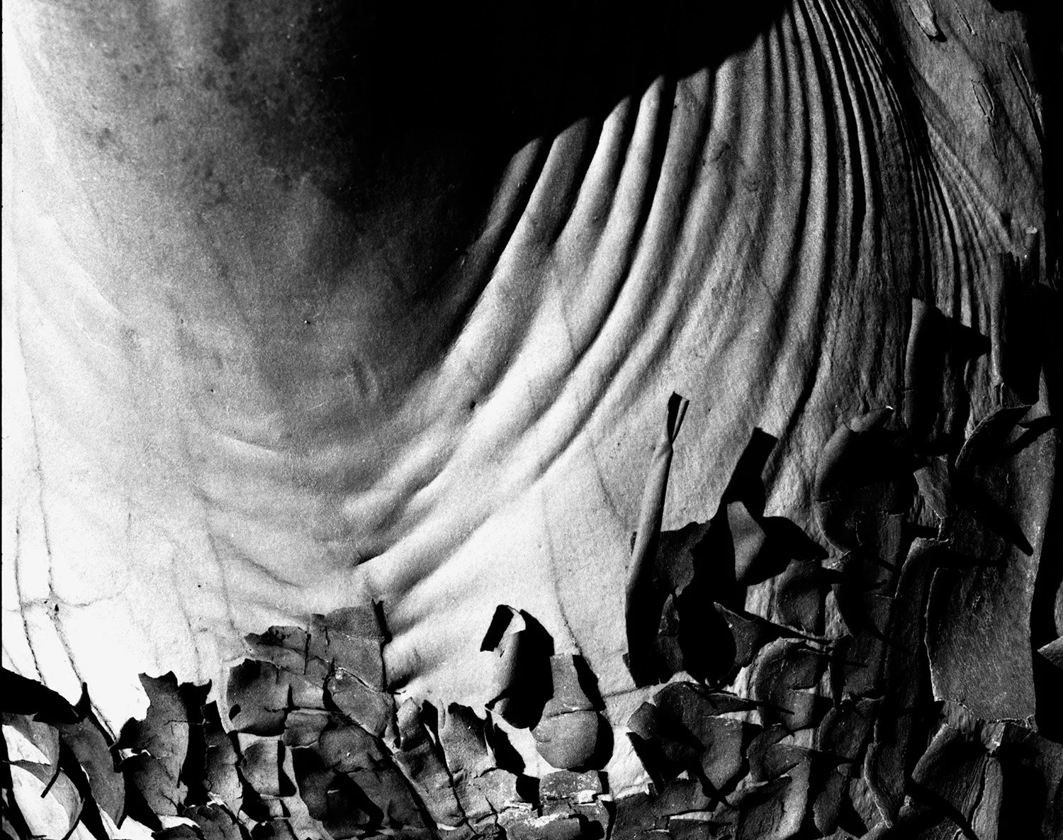 Wrinkled Stump 2.jpg
