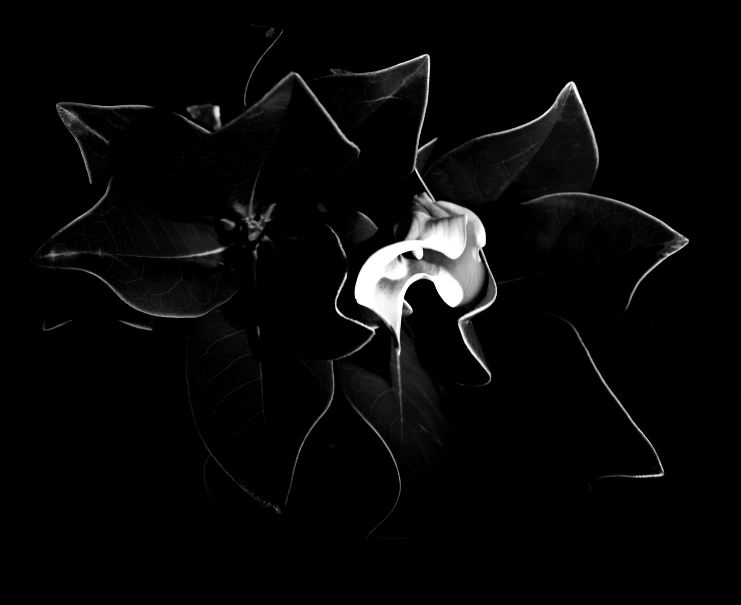 Cala Lily in Leaves.jpg