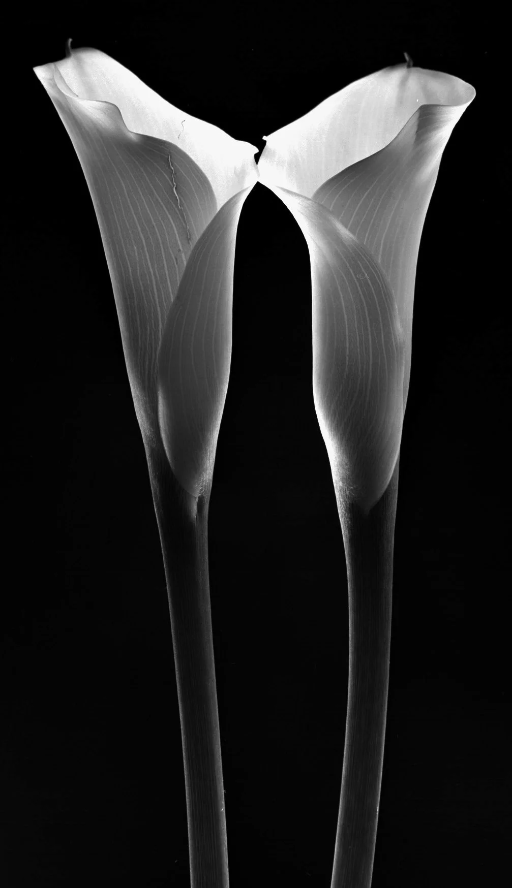 Almost Mirrored Calla Lilies.jpg