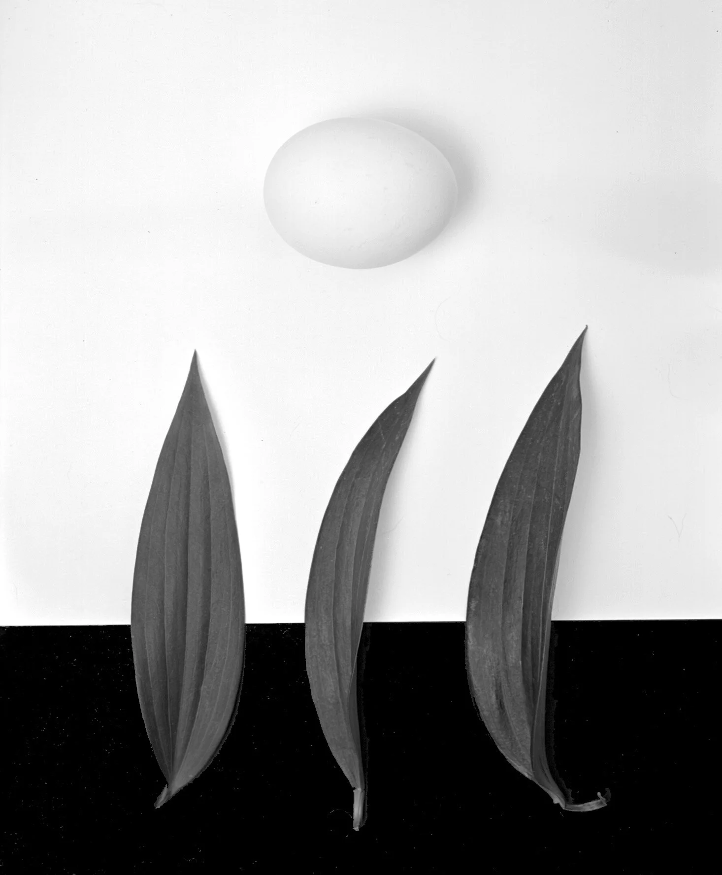 Egg with Three Leaves.jpg