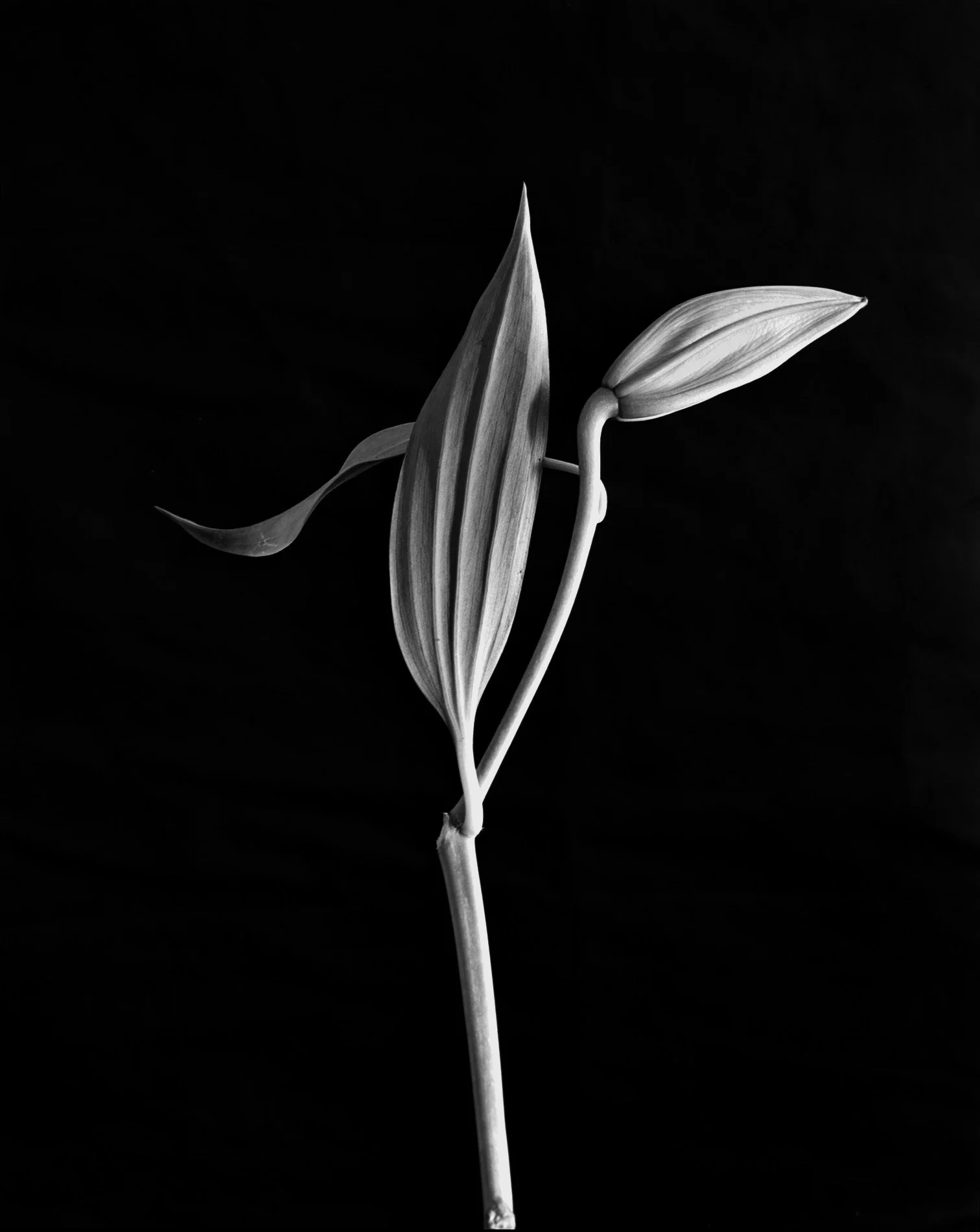 Lily Bud.jpg