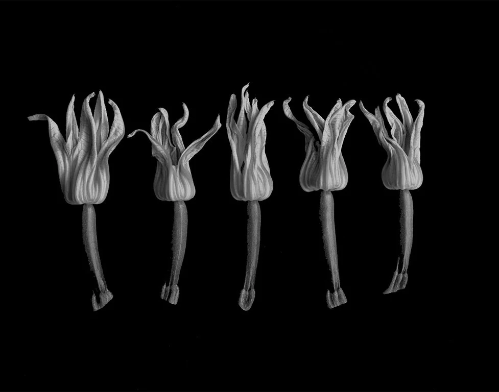 Zucchini Blossoms.jpg