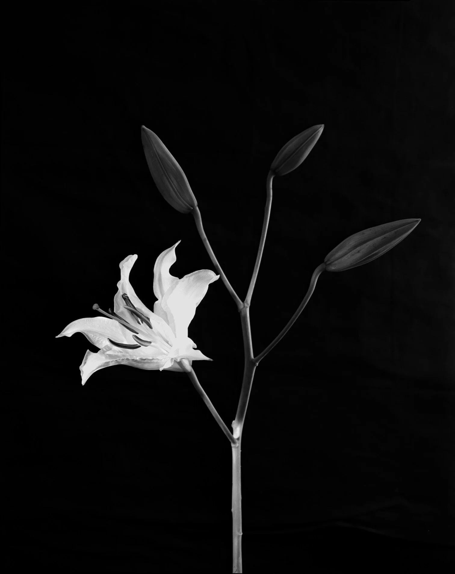 Lily With Three Buds.jpg