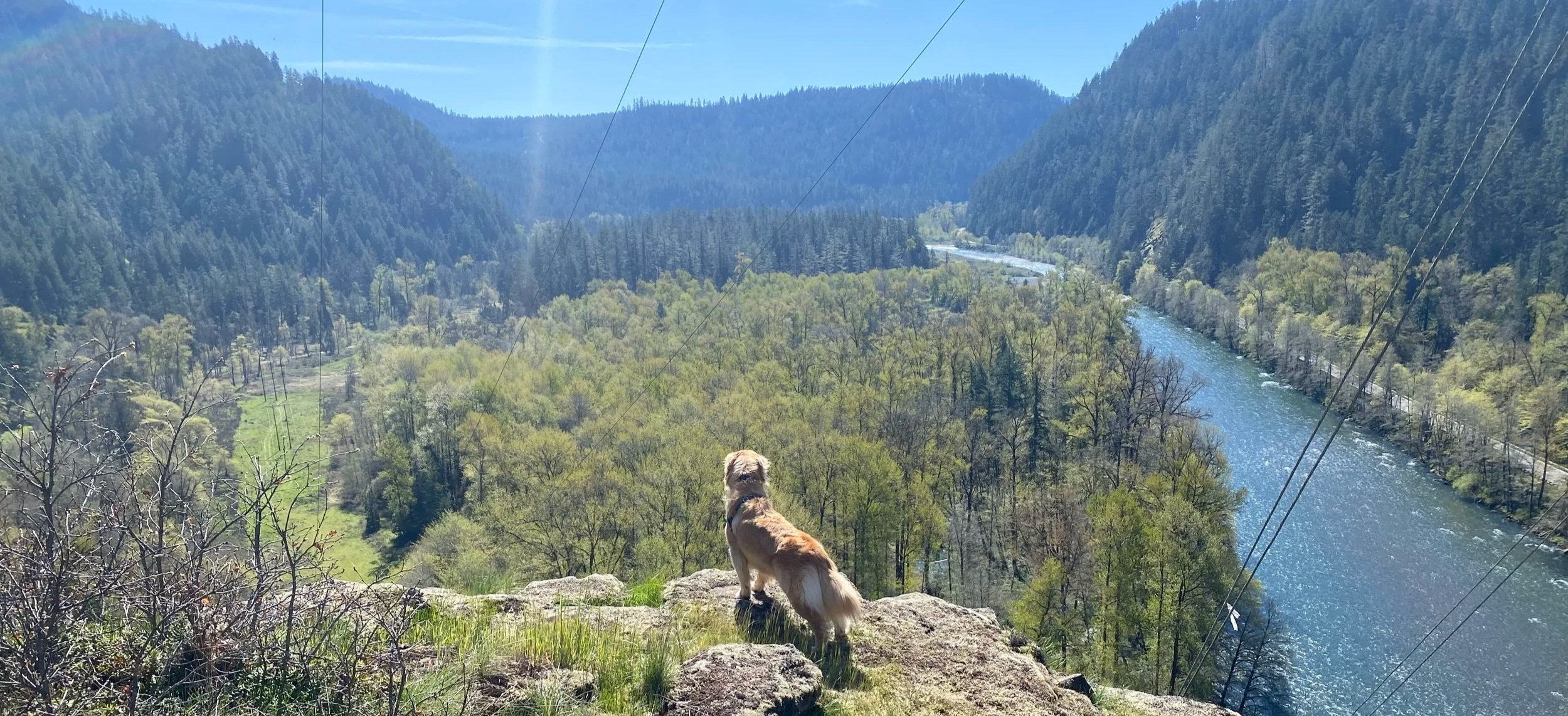 Dog overlooking Oregon forest and river