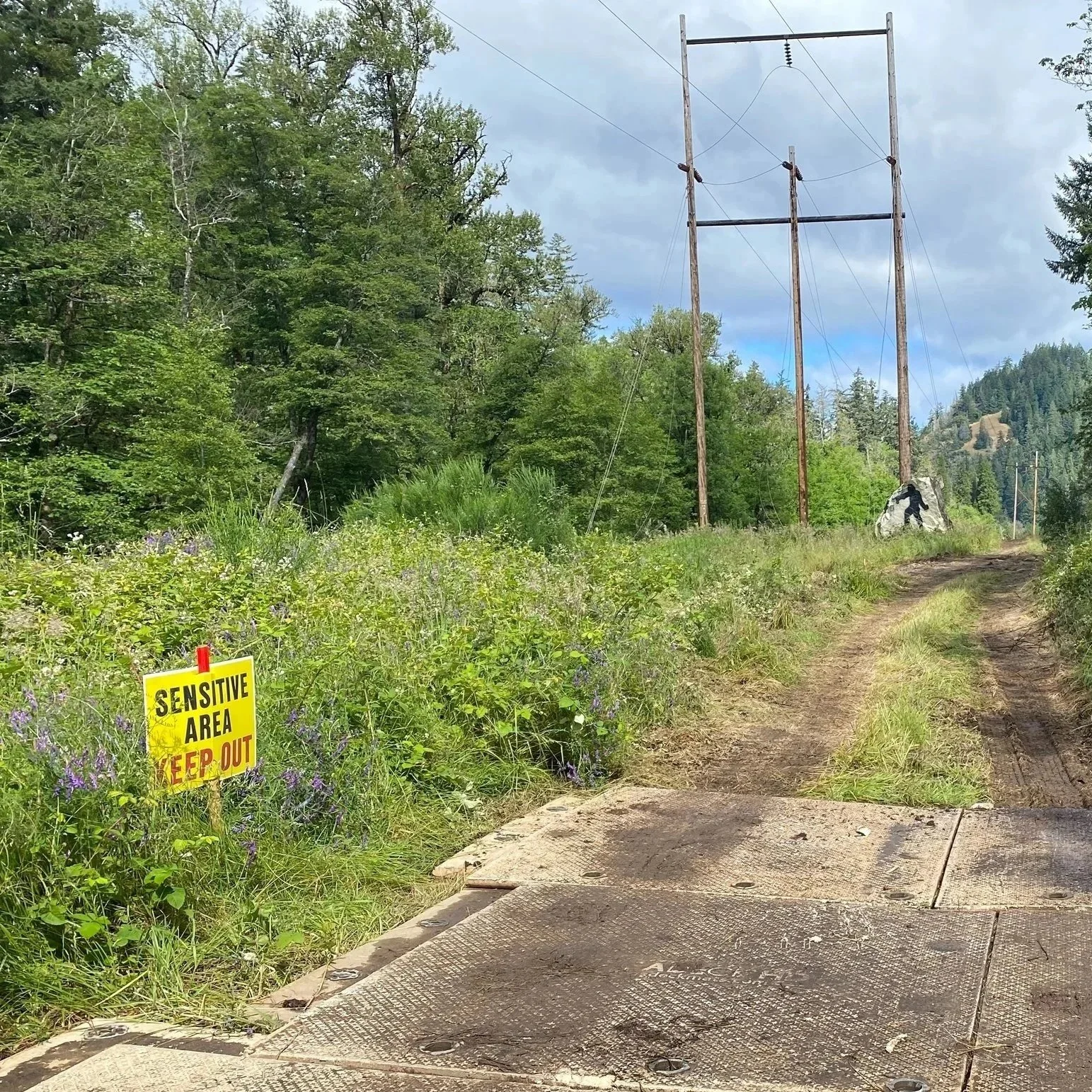 Sensitive habitat with flowers next to construction