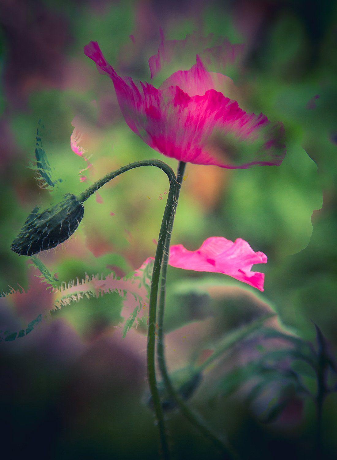 pinkpoppyweb.jpg