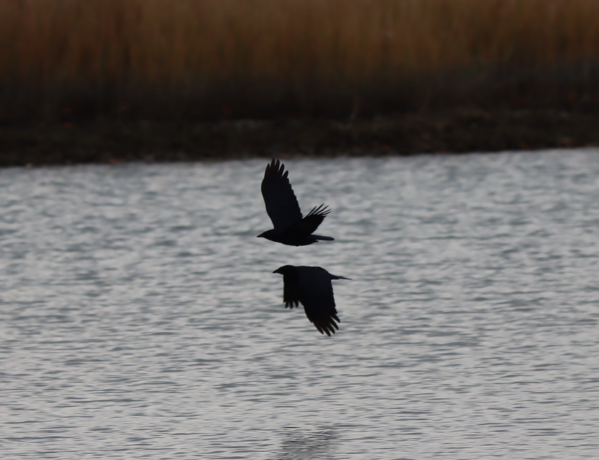 Seraphina Cotton, "Then There Were Two"