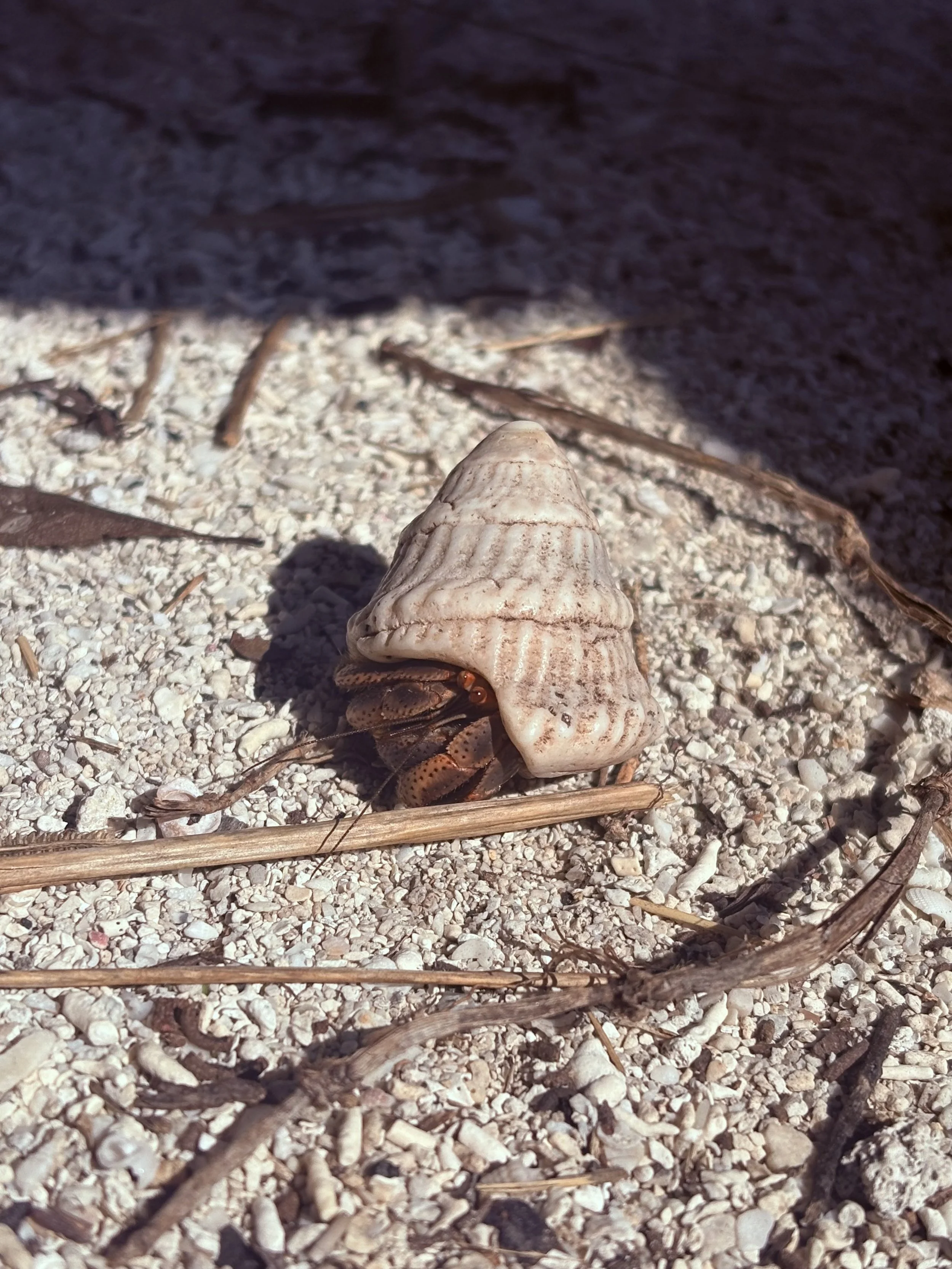 Mercedes Stevens, "Tiny Friends, Big Importance"