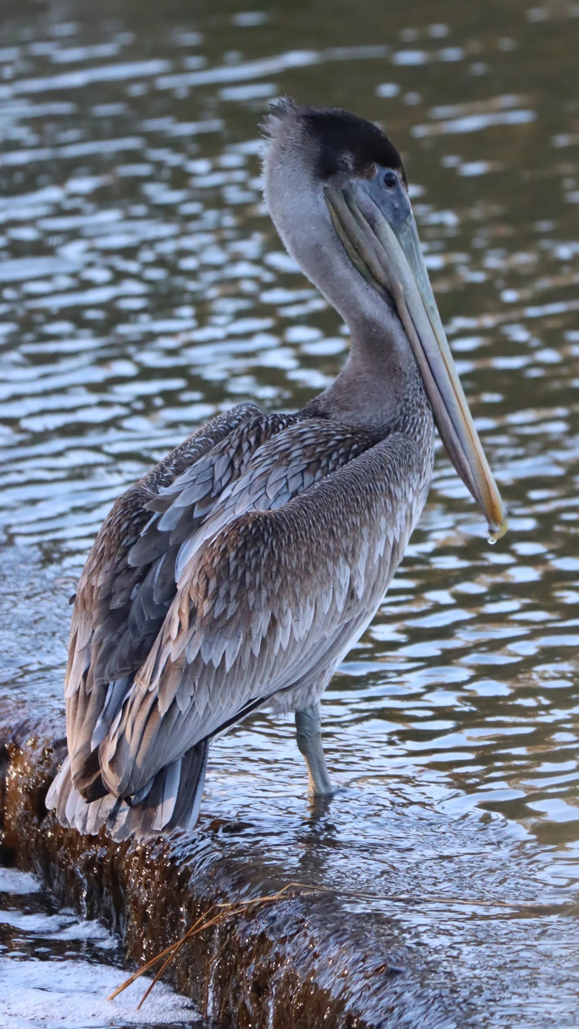 Harper Magee, "Brown Pelican"