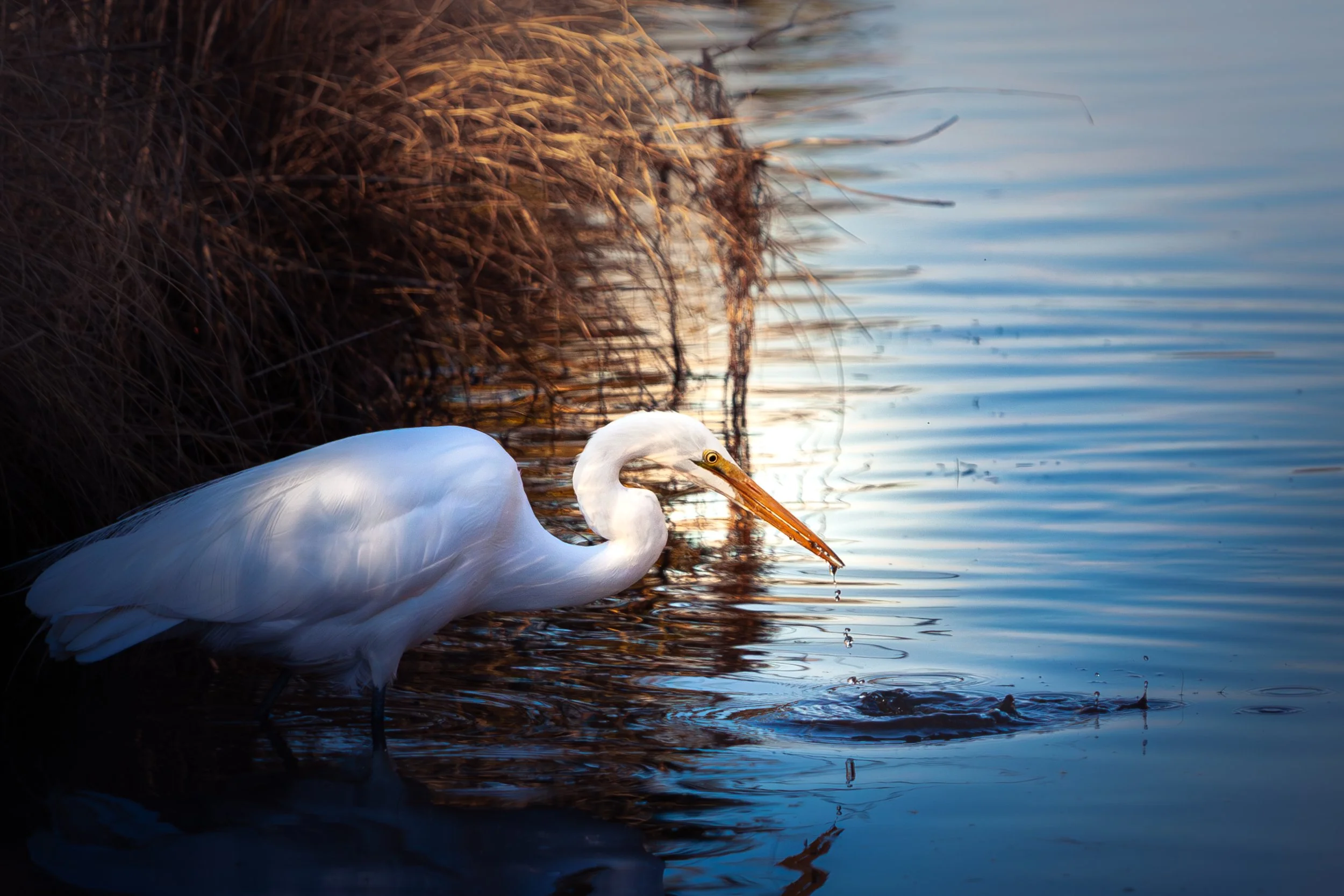 Audrey Gage, "Silence Between Drips"
