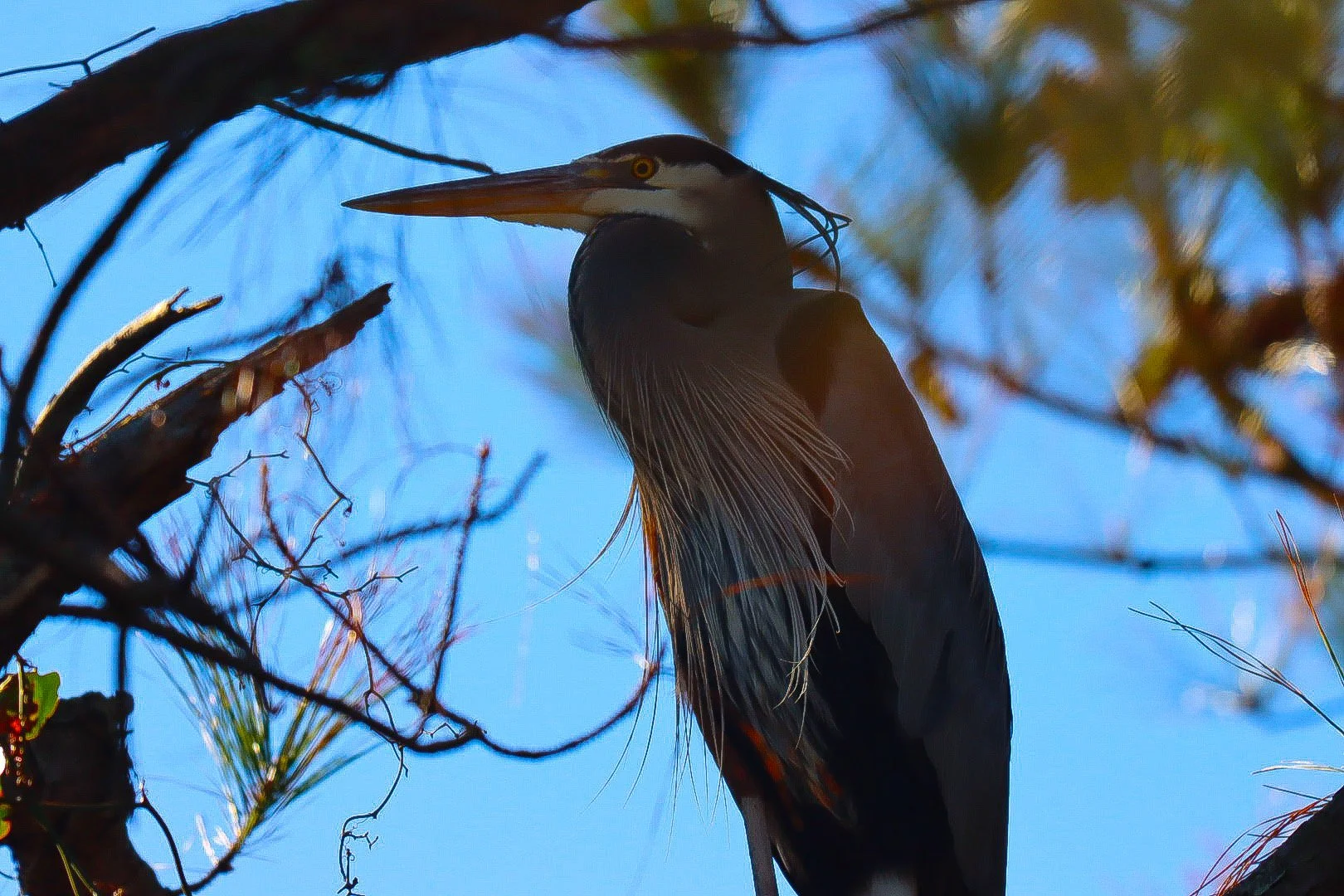Micky Schriever, "Big Blue"