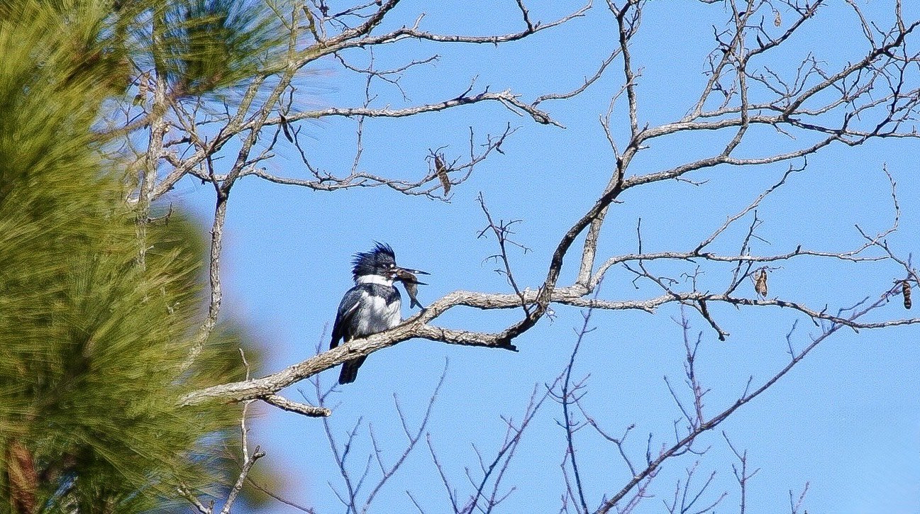 Andrew Pope, "A Feast for a King"