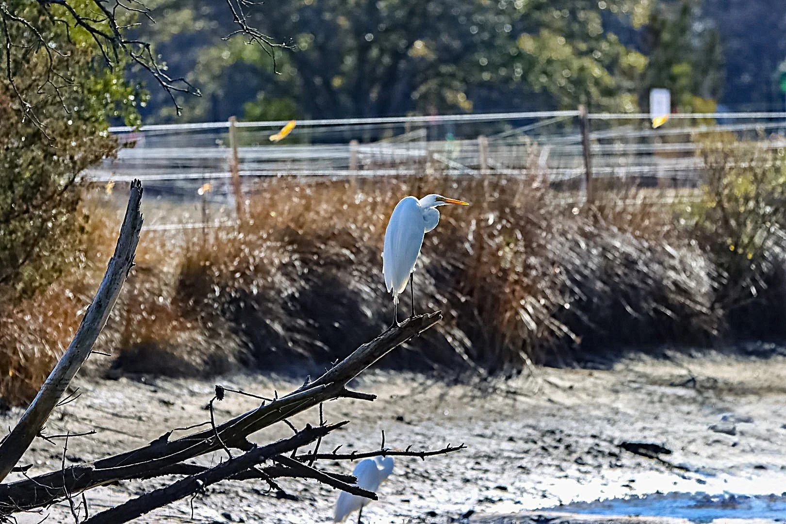 Andrew Pope, "The First Visitors"