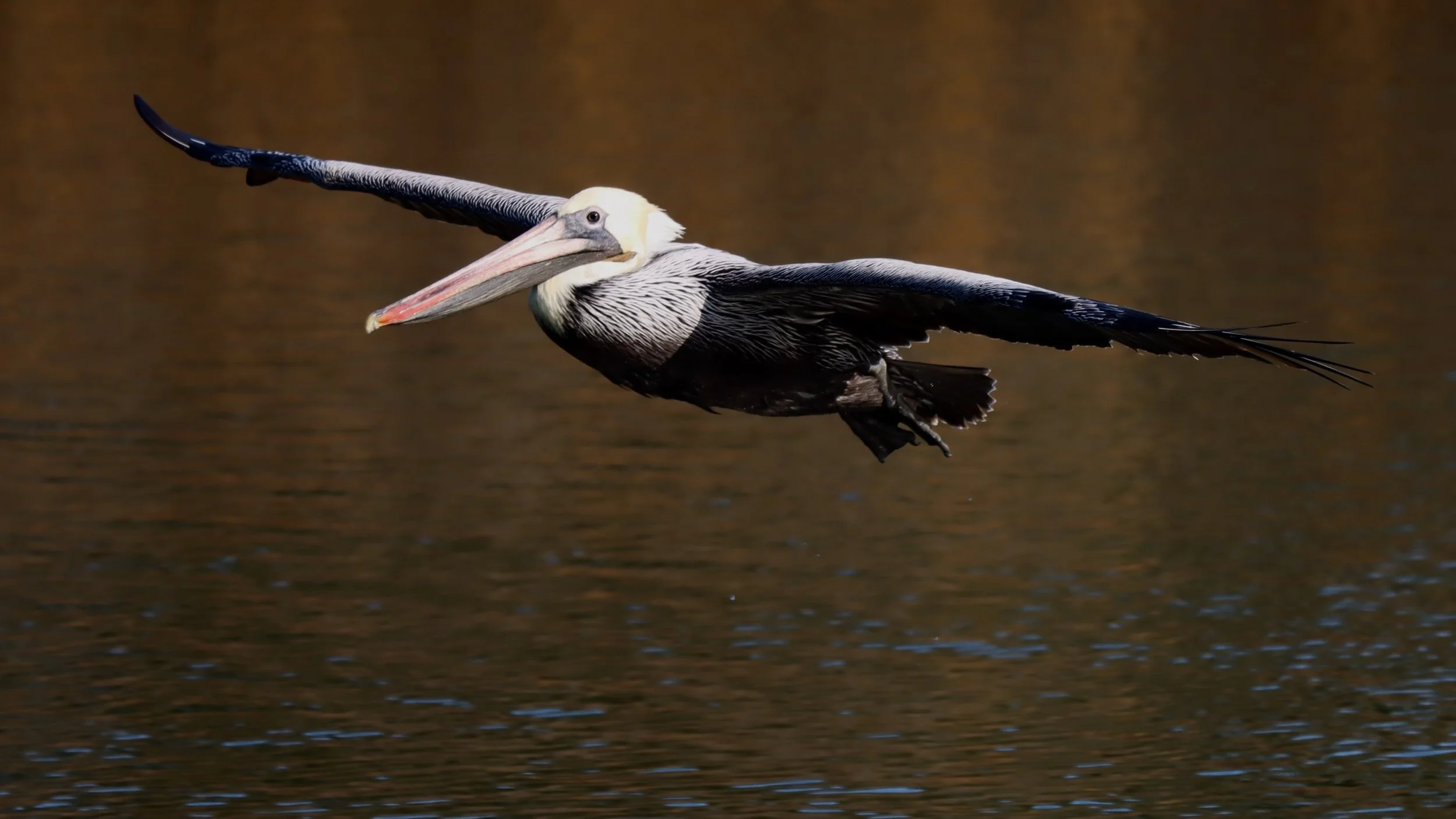 Harper Magee, "Pelican Soaring"