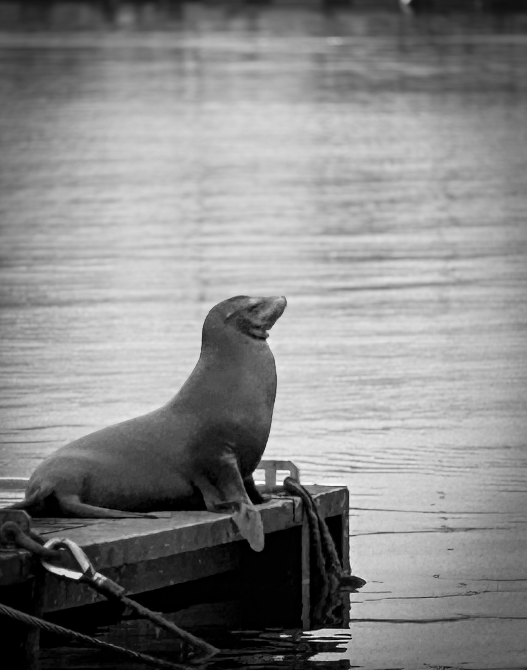 Eleanor Sword, "Harbor Seal"