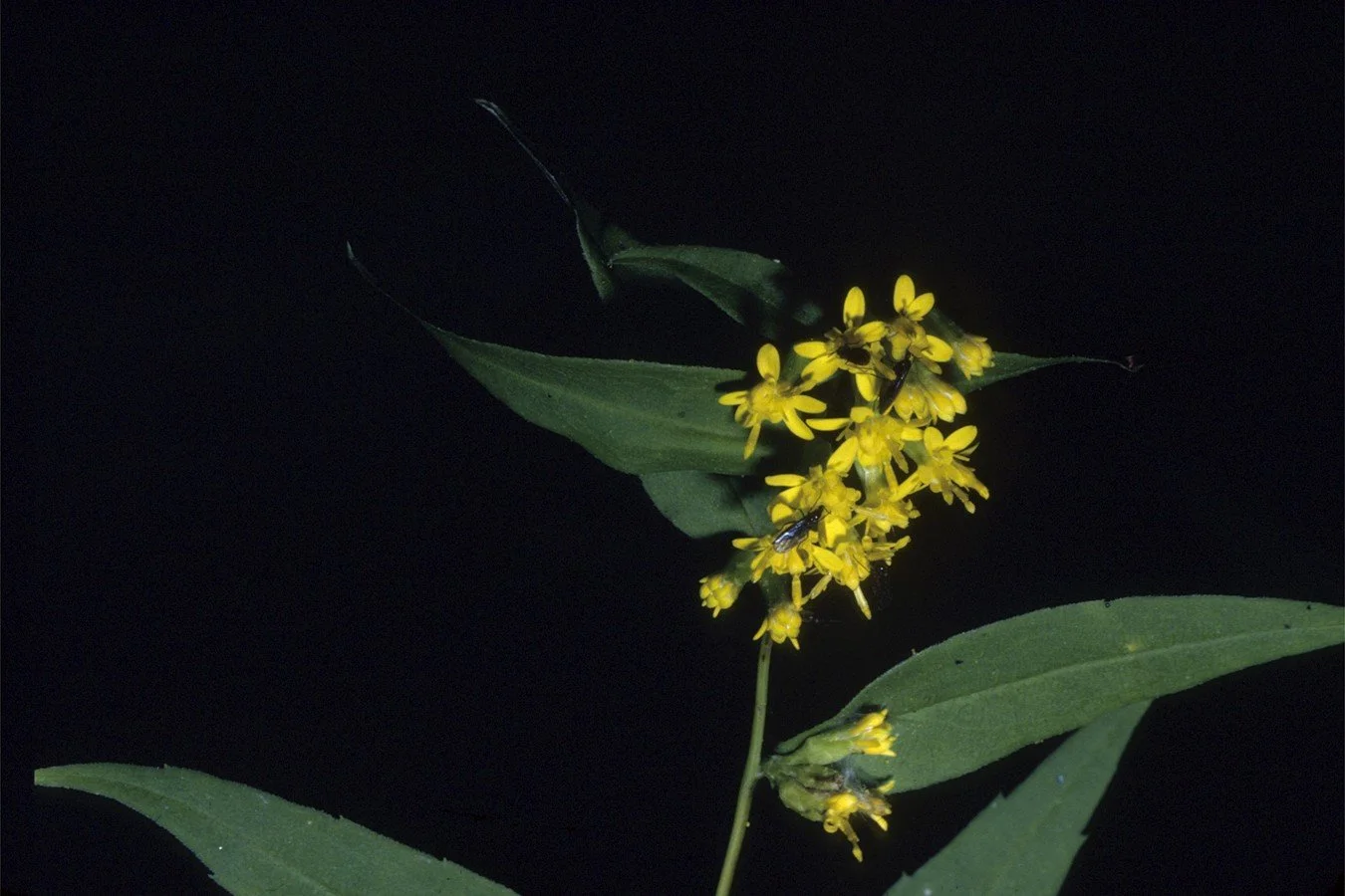 Solidago caesia – Wreath/ Bluestem Goldenrod