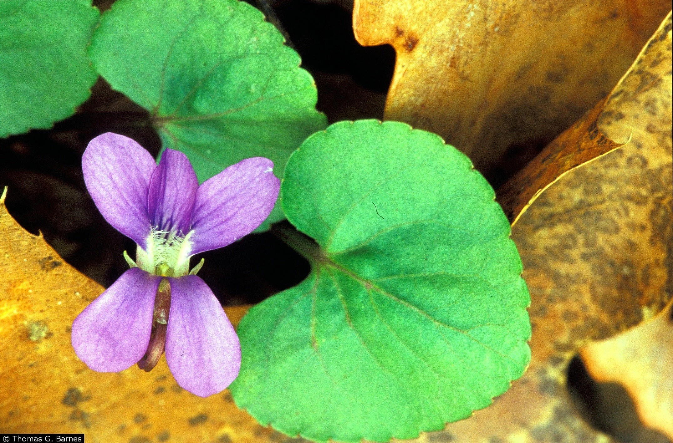 Viola sororia – Common Blue Violet