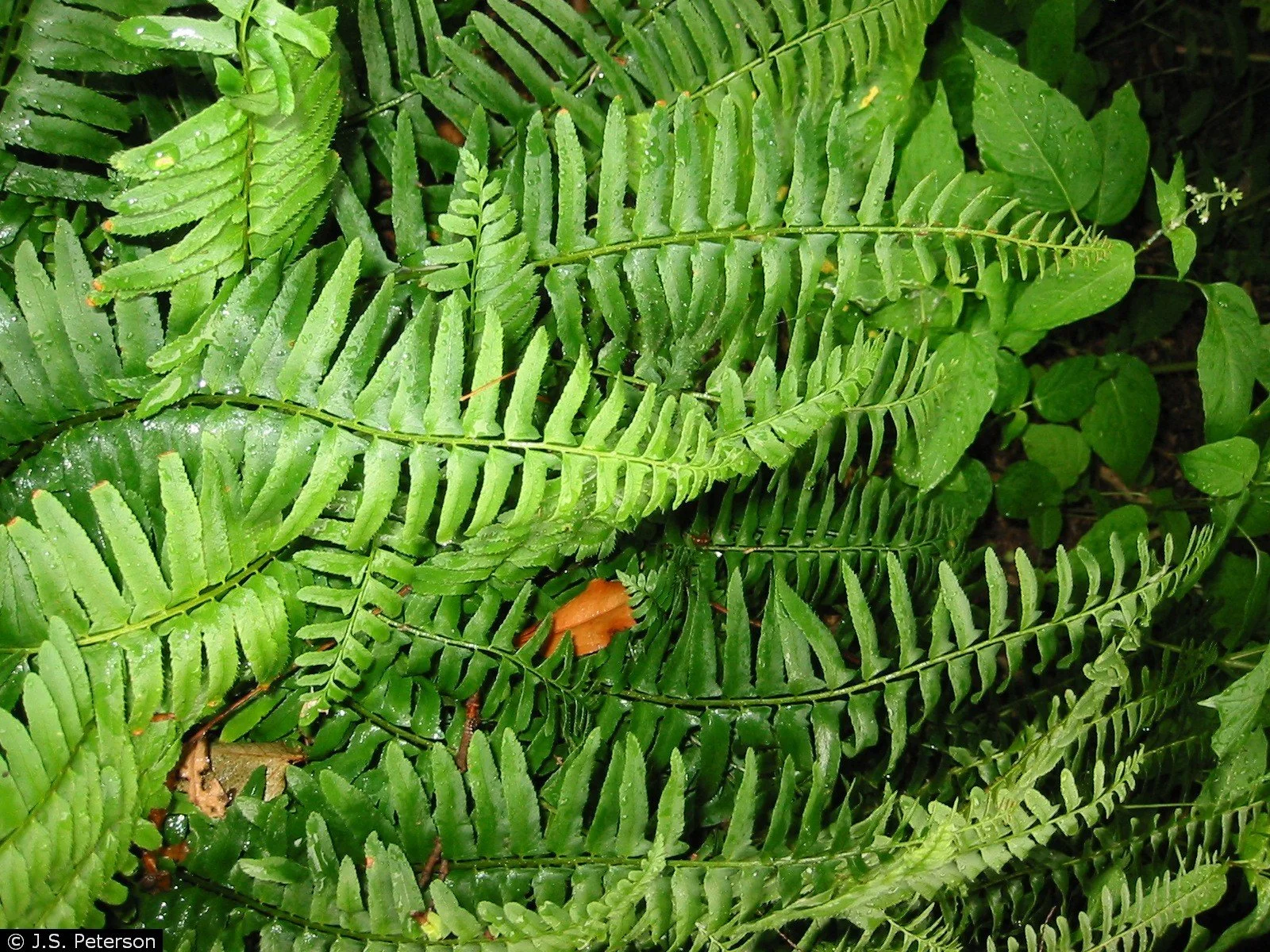 Polystichum acrostichoides – Christmas Fern