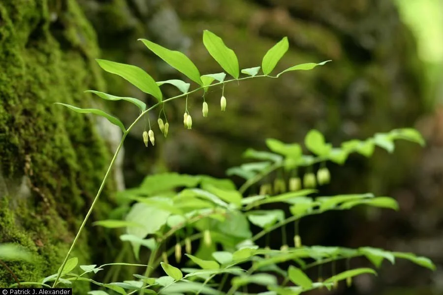 Polygonatum biflorum – Solomon’s Seal