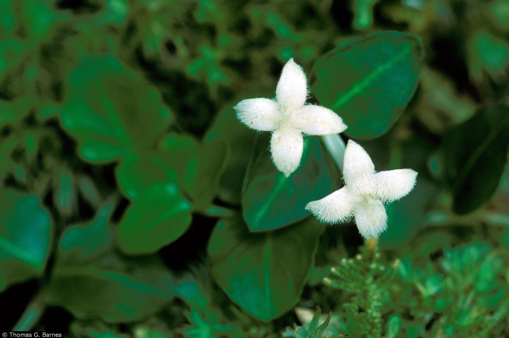 Mitchella repens – Partridgeberry