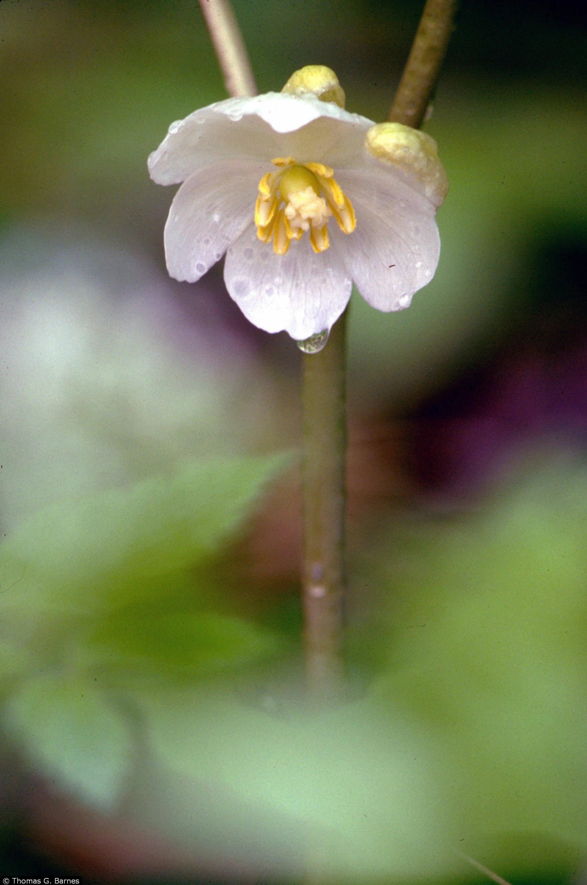 Podophyllum peltatum – Mayapple