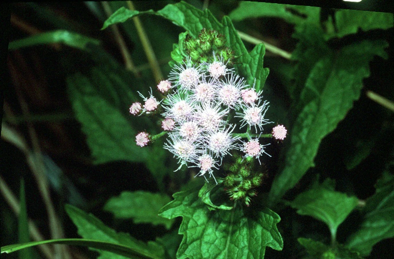 Conoclinium coelestinum – Mistflower