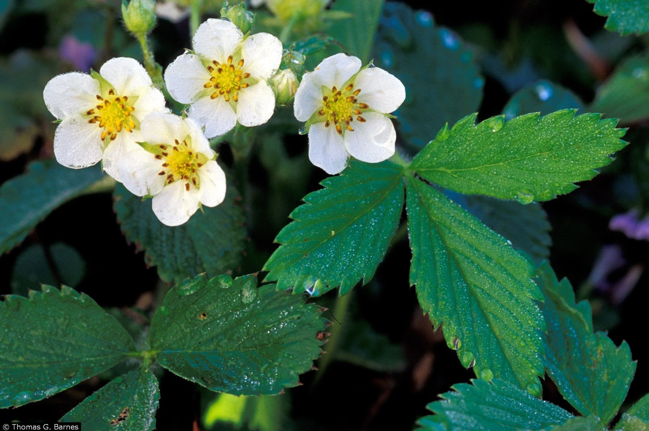 Fragaria virginiana – Virginia Strawberry
