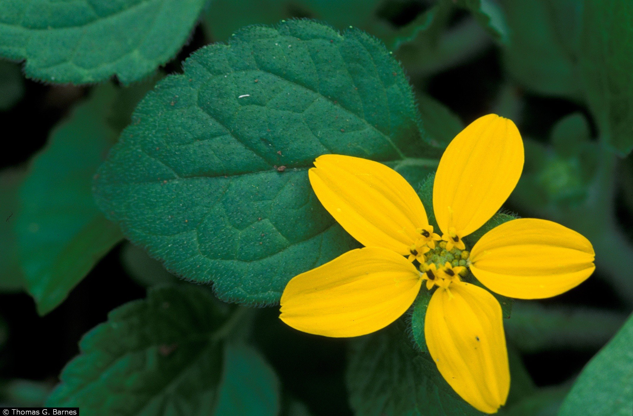 Chrysogonum virginianum – Green and Gold