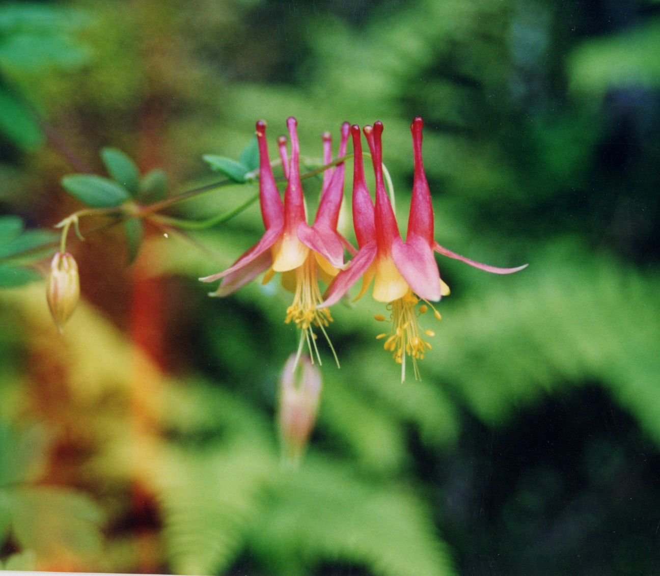 Aquilegia canadensis – Wild or Eastern Red Columbine