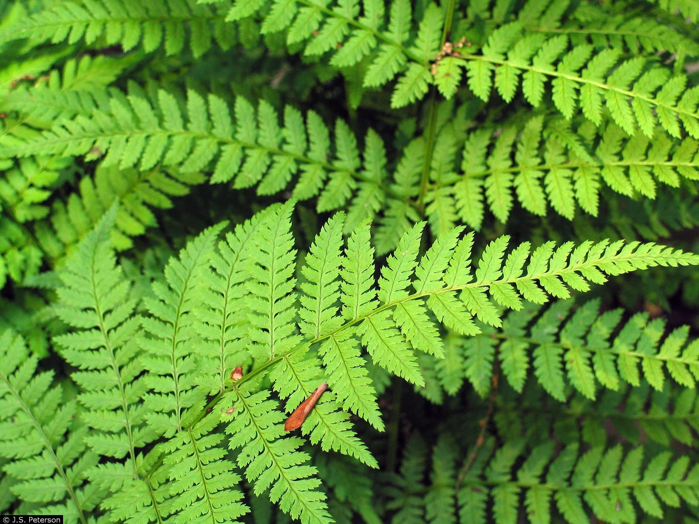 Dryopteris intermedia – Evergreen Wood Fern  (Copy)