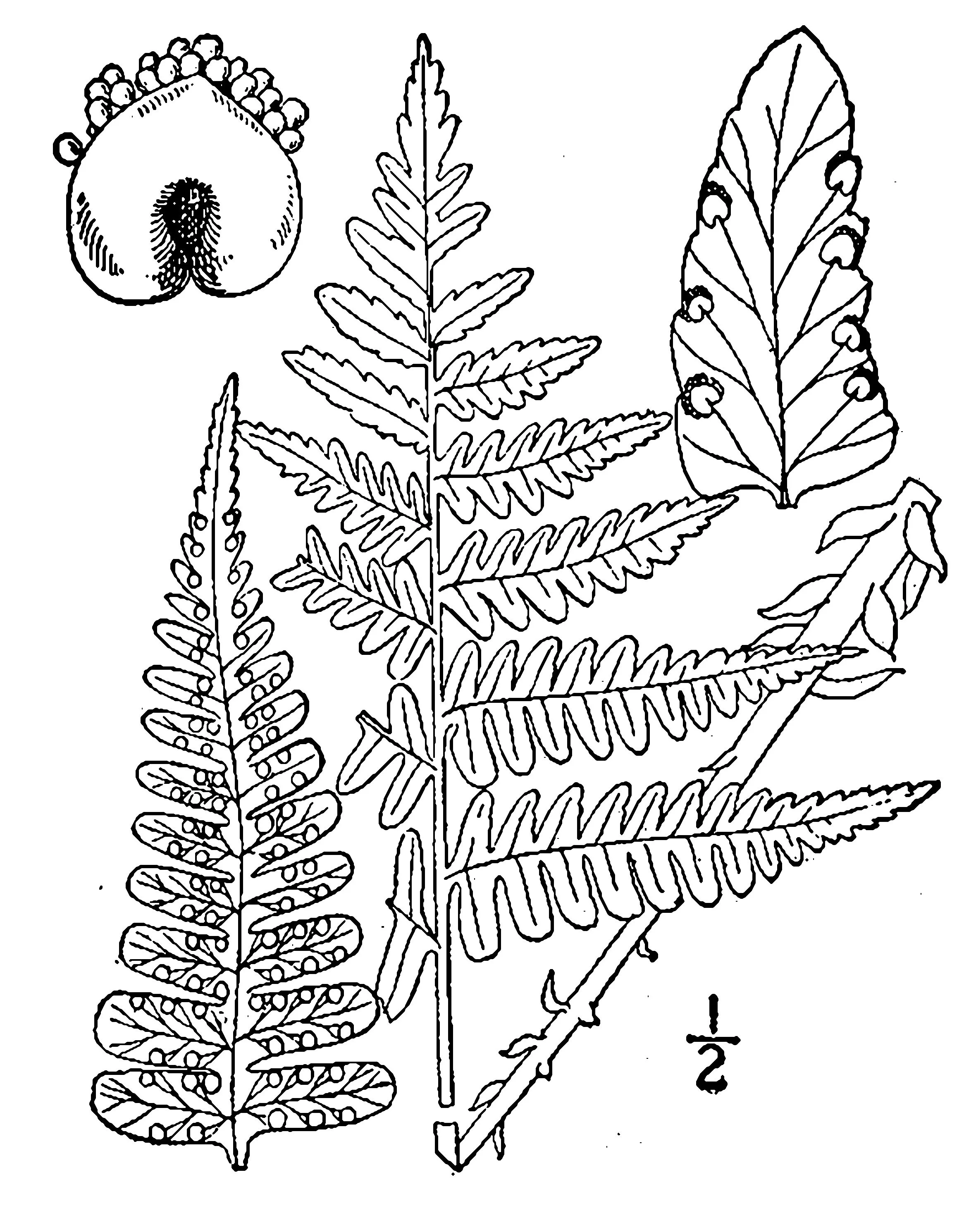 Dryopteris marginalis – Marginal Wood Fern  (Copy)